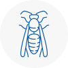 Nunhead Wasp Nest Removal